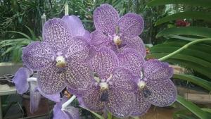 Vanda Trevor Rathbone