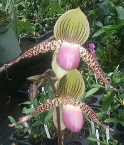 Paphiopedilum Transdoll