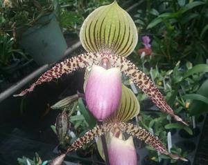 Paphiopedilum Transdoll