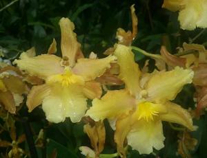 Oncidium Sunlight