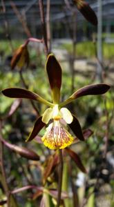 Encyclia Bees' Knees