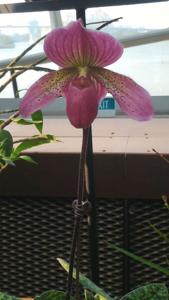 Paphiopedilum Darling