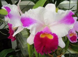 Rhyncholaeliocattleya Success Dream