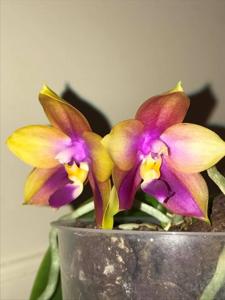 Phalaenopsis Zheng Min Cedar