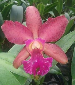 Rhyncholaeliocattleya Akiko Sato