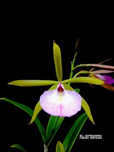 Brassocattleya Hippodamia