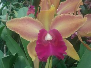 Cattleya S. J. Bracey