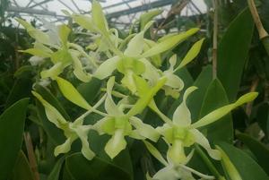 Dendrobium Waianae Profusion