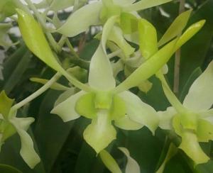 Dendrobium Waianae Profusion