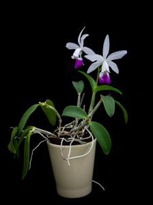 Cattleya Brazilian Star