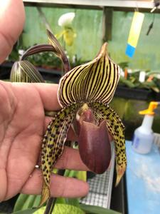 Paphiopedilum Katja Kastrup