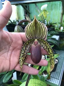 Paphiopedilum Katja Kastrup