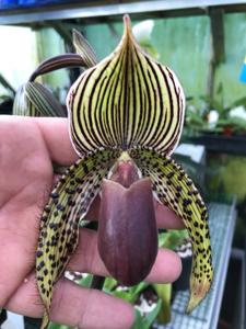 Paphiopedilum Katja Kastrup