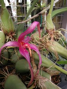 Bulbophyllum inunctum-echinolabium