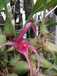 Bulbophyllum inunctum-echinolabium