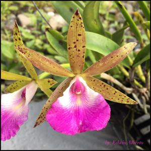 Brassocattleya Theresa Ricci