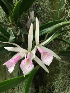 Brassocattleya Anne Hamilton