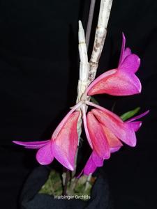 Dendrobium Hsinying Chrysopense