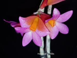 Dendrobium Hsinying Chrysopense