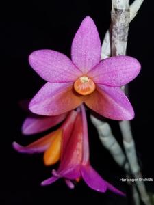 Dendrobium Hsinying Chrysopense