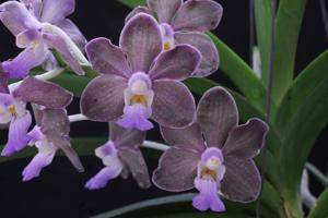 Vanda Kultana