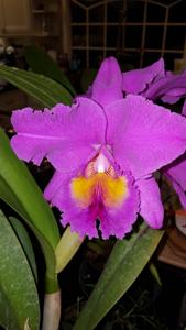 Rhyncholaeliocattleya Pink Empress