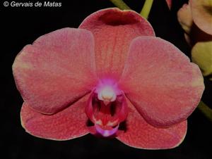 Phalaenopsis Jiuhbao Queen Diamond