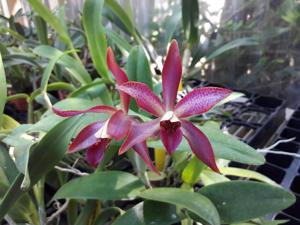 Cattlianthe SunCoast Sienna Stars
