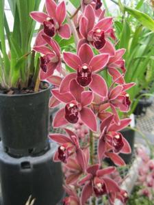 Cymbidium Placido Domingo