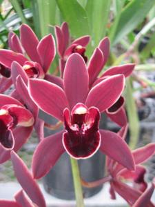 Cymbidium Placido Domingo