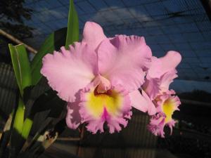 Rhyncholaeliocattleya Donna Kimura