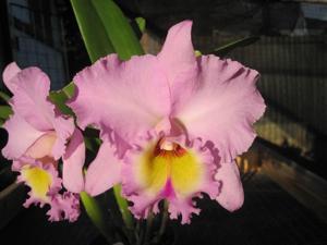 Rhyncholaeliocattleya Donna Kimura