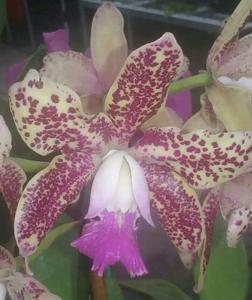 Cattleya Day Tripper