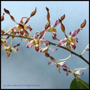 Dendrobium Chan-Chao