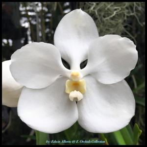 Vanda Kultana White