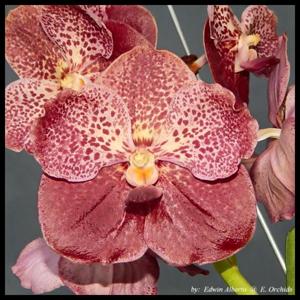 Vanda Theresa Marie