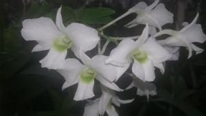 Dendrobium Isabel Sander