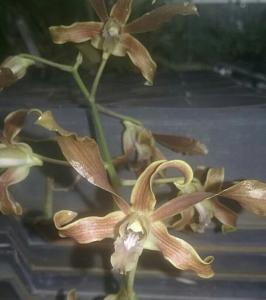 Dendrobium Champagne