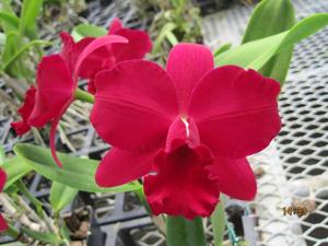 Rhyncholaeliocattleya Paradise Rose