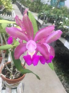 Cattleya Anta