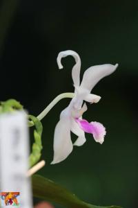 Phalaenopsis Wattebausch