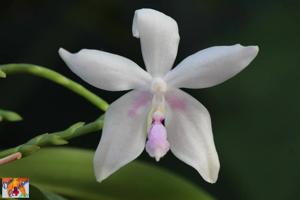 Phalaenopsis Wattebausch