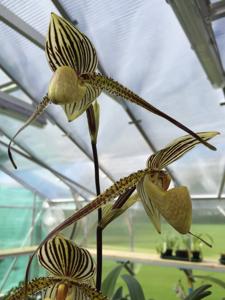 Paphiopedilum Saint Swithin