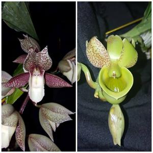 Catasetum Melana Davison