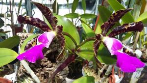 Cattleya Peckaviensis