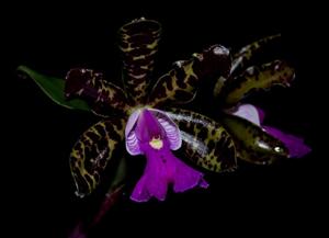 Cattleya Peckaviensis