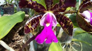 Cattleya Peckaviensis