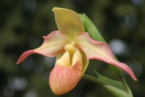 Phragmipedium Eric Young