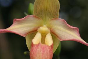 Phragmipedium Eric Young