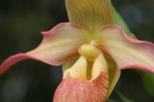 Phragmipedium Eric Young